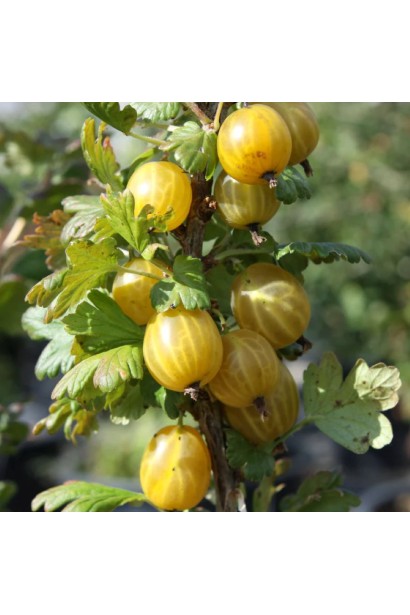 Аґрус Золотистий